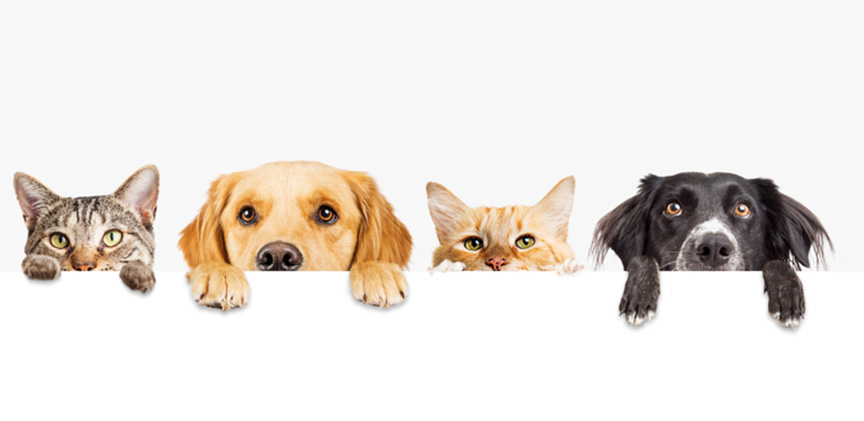 ペットフードD2Cとは?